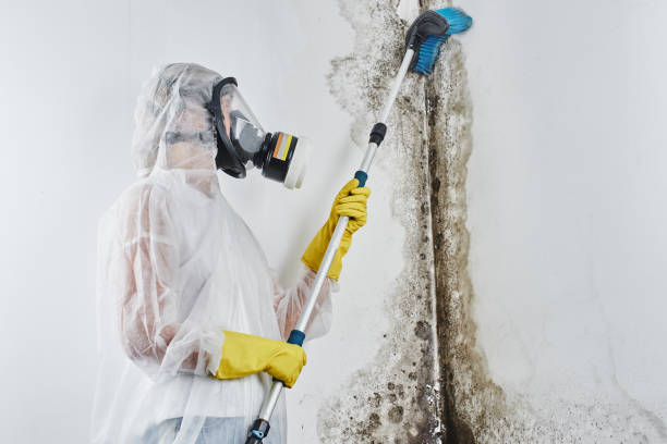 Mold Removal Process in Springville, AL