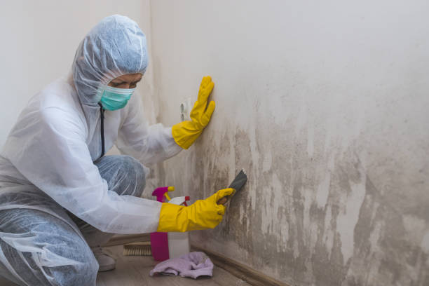 Best Crawl Space Mold Removal  in Springville, AL