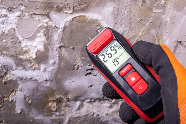 Best Mold Damage Repair  in Springville, AL