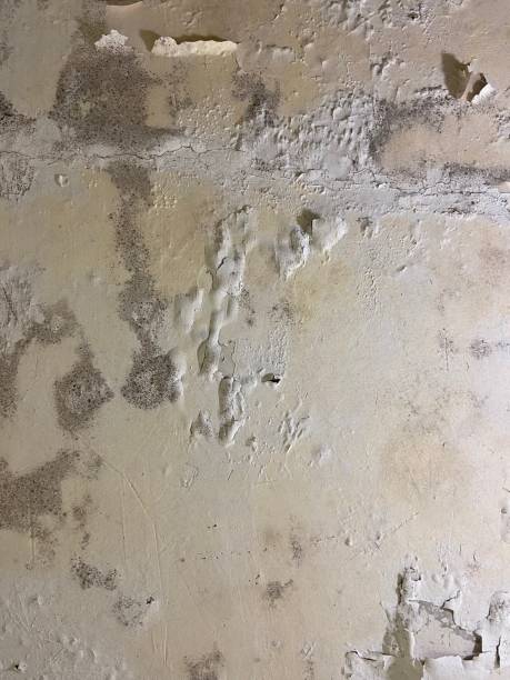 Best Mold Removal Process  in Springville, AL