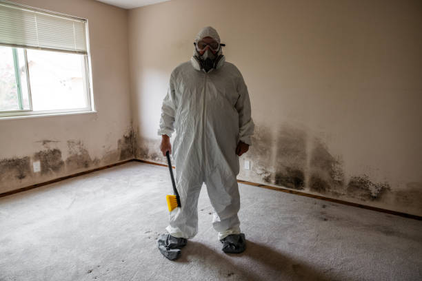 Best Commercial Mold Removal  in Springville, AL
